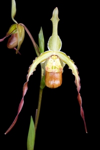 Phragmipedium Les Dirouilles Miracles HCC/AOS 76 pts.